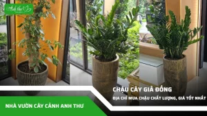 anh dai dien ccat 159