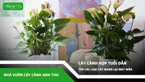 anh dai dien ccat 160