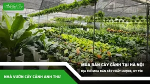 anh dai dien ccat 164