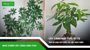 anh dai dien ccat 167