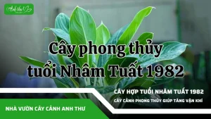 anh dai dien ccat 168