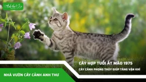 anh dai dien ccat 169
