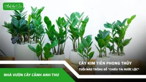 anh dai dien ccat 174