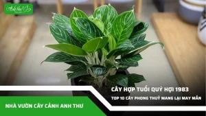 anh dai dien ccat 175