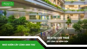 dịch vụ cho thuê cây cảnh tại bệnh viện