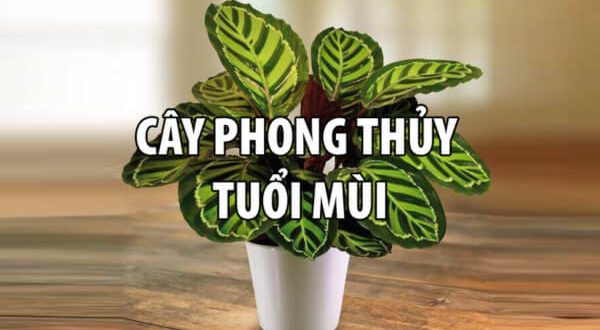 Cây cảnh hợp tuổi Tân Mùi