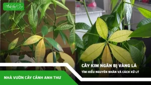 anh dai dien ccat 138