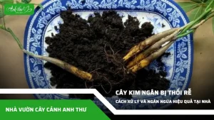 anh dai dien ccat 141