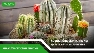 anh dai dien ccat 144