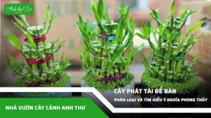 anh dai dien ccat 145