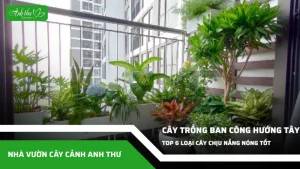 anh dai dien ccat 146