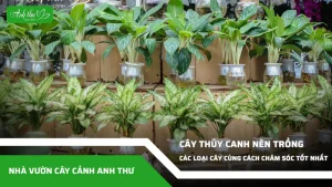 anh dai dien ccat 149