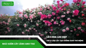 anh dai dien ccat 150