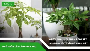 anh dai dien ccat 152