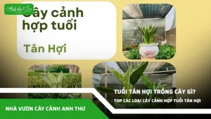 anh dai dien ccat 154