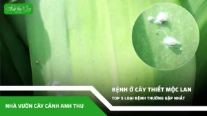 anh dai dien ccat 133
