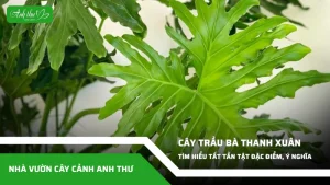 anh dai dien ccat 134