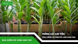 anh dai dien ccat 135