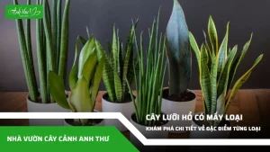 anh dai dien ccat 137