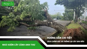 anh dai dien ccat 126