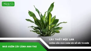 anh dai dien ccat 131