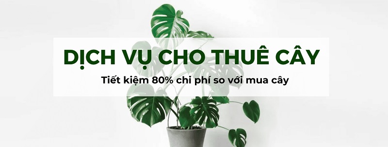 dich vu thue cay