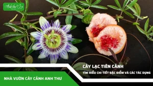 anh dai dien ccat 111
