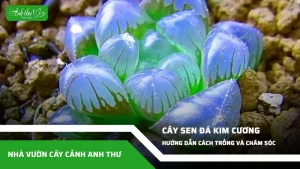 anh dai dien ccat 112
