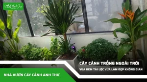 anh dai dien ccat 113