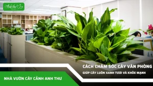 anh dai dien ccat 117