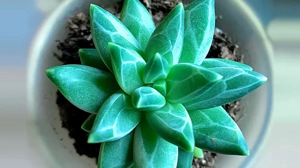 Cách chăm sóc cây sen đá kim cương hiệu quả
