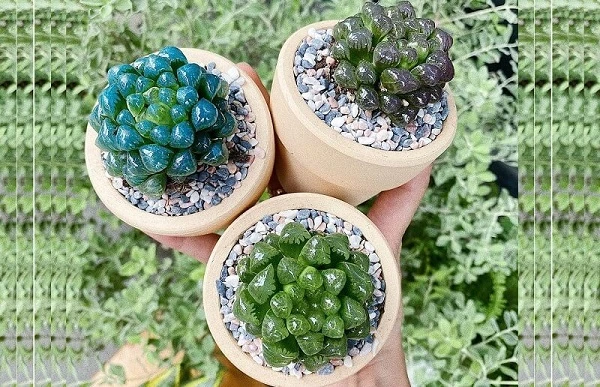Cách trồng cây sen đá kim cương
