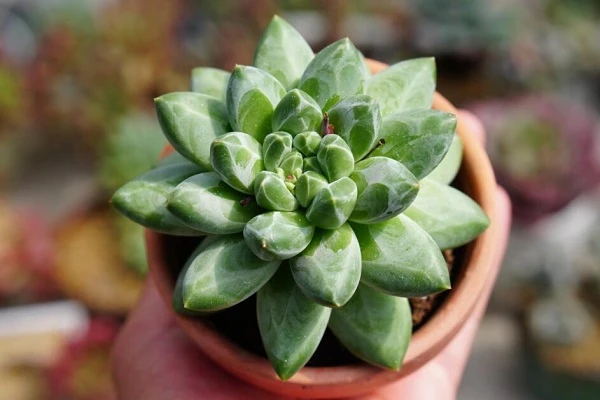 Điều kiện ánh sáng và lưu ý khi trồng cây sen đá kim cương
