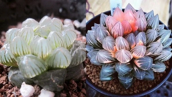 Lưu ý tưới nước và bón phân khi chăm sóc cây sen đá kim cương