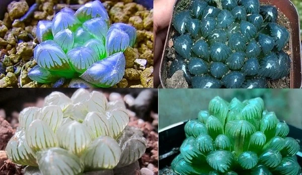 Sen đá kim cương tượng trưng cho sự bền vững và kiên định