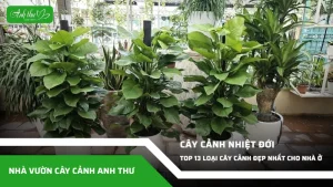anh dai dien ccat 93