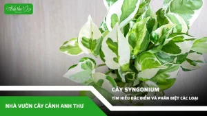 anh dai dien ccat 84