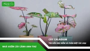 anh dai dien ccat 85