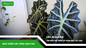 anh dai dien ccat 86