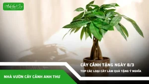anh dai dien ccat 74