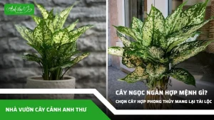 anh dai dien ccat 77