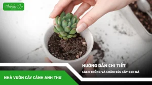 anh dai dien ccat 78