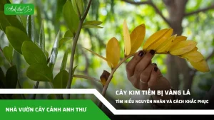 anh dai dien ccat 80