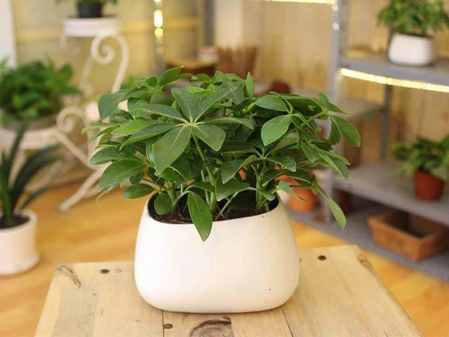 10 Loài cây thủy sinh để bàn làm việc mang đến tài lộc 2 Cây ngũ gia bì thủy sinh để bàn làm việc