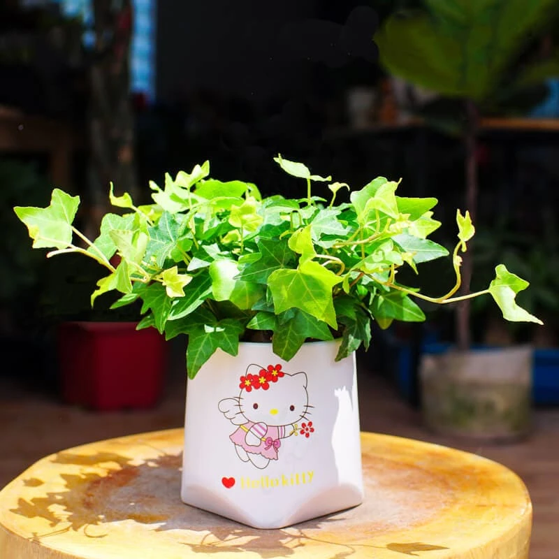 10 Loài cây thủy sinh để bàn làm việc mang đến tài lộc 4 Cây thường xuân thủy sinh để bàn làm việc