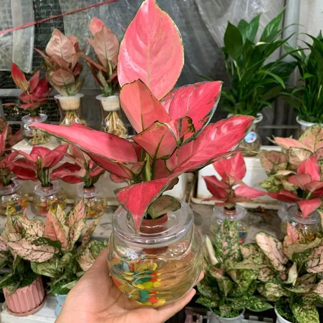 10 Loài cây thủy sinh để bàn làm việc mang đến tài lộc 8 Cây Vạn Lộc thủy sinh để bàn làm việc