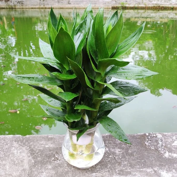 10 Loài cây thủy sinh để bàn làm việc mang đến tài lộc 9 Cây Phát Tài thủy sinh để bàn làm việc