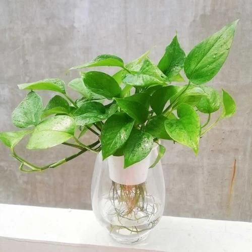 10 Loài cây thủy sinh để bàn làm việc mang đến tài lộc 10 Cây trầu bà thủy sinh để bàn làm việc