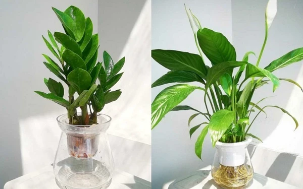 10 Loài cây thủy sinh để bàn làm việc mang đến tài lộc 12 Những lưu ý khi để cây thủy sinh trên bàn làm việc