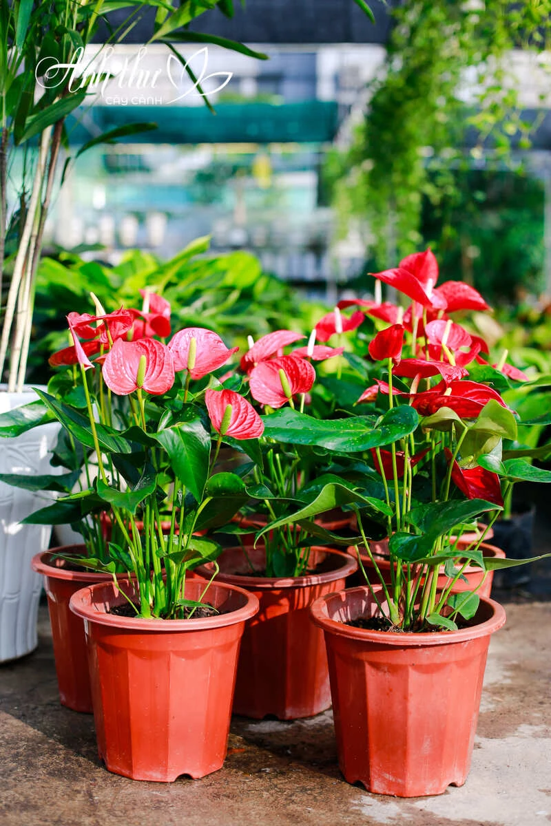 cây trồng ban công